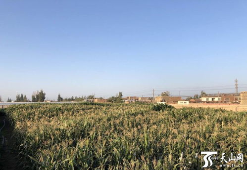 新疆吐鲁番 农作物耐高温 烤 验进行中